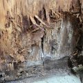 Deteriorated wood exposed at the base of an exterior wall