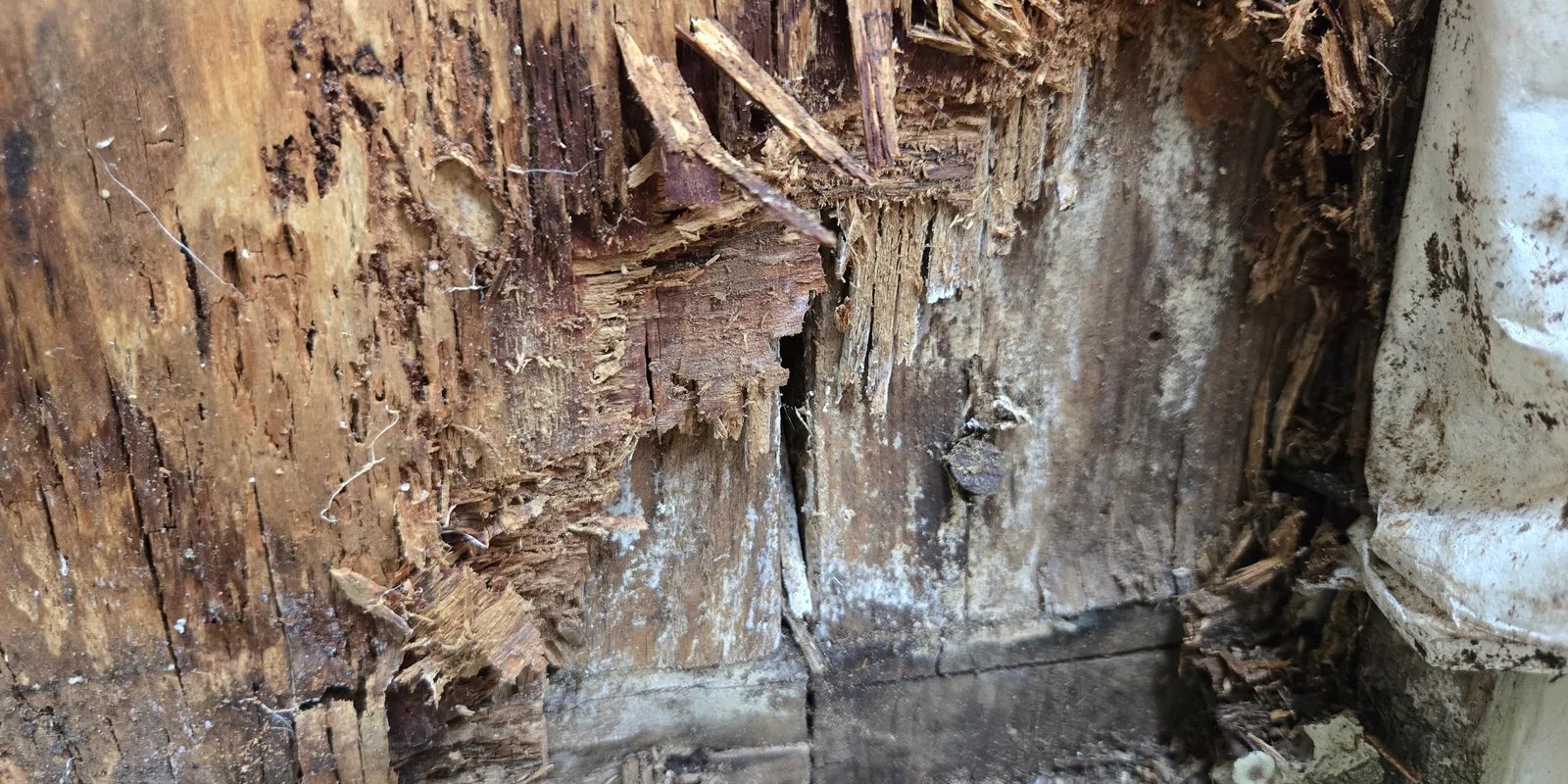 Deteriorated wood exposed at the base of an exterior wall