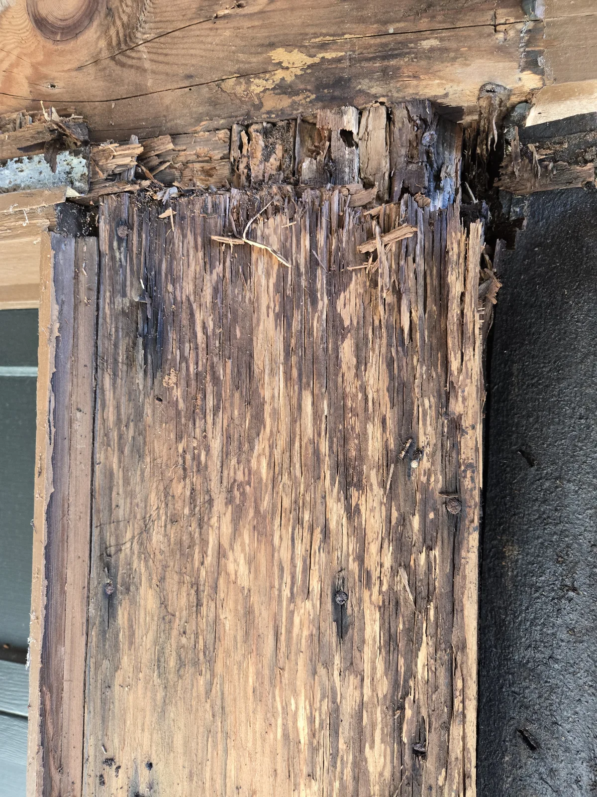 Siding opened to repair damaged exterior wood